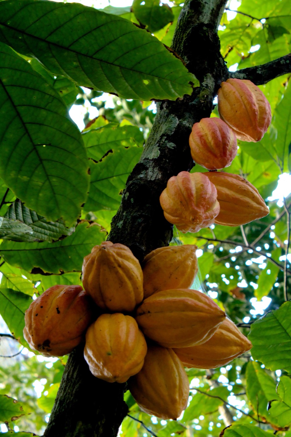 Guatemalan chocolate tour